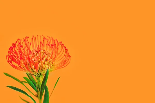 Ярко-красный тропический цветок на ярко-оранжевом фоне — стоковое фото