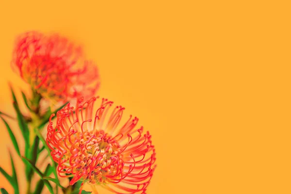 Два красных тропических цветка на оранжевом фоне — стоковое фото