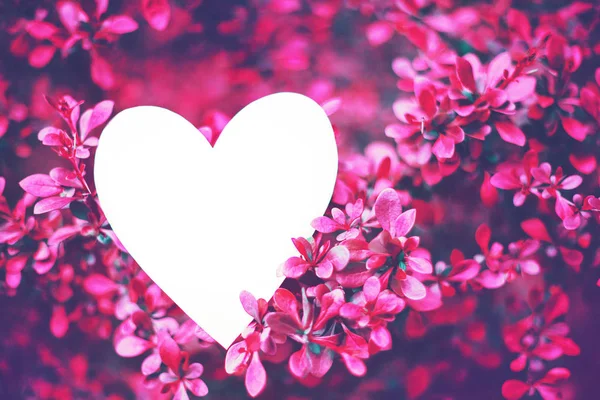 Cartão de papel em forma de coração em ramos rosa brilhante arbusto barberry — Fotografia de Stock