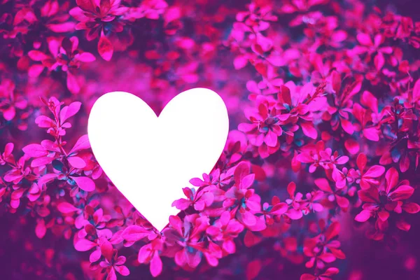 밝은 분홍색 분기 바베리 부시에 심장 모양의 종이 카드 — 스톡 사진