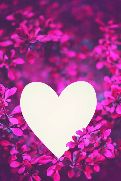 Cartão de papel em forma de coração em ramos rosa brilhante arbusto barberry — Fotografia de Stock