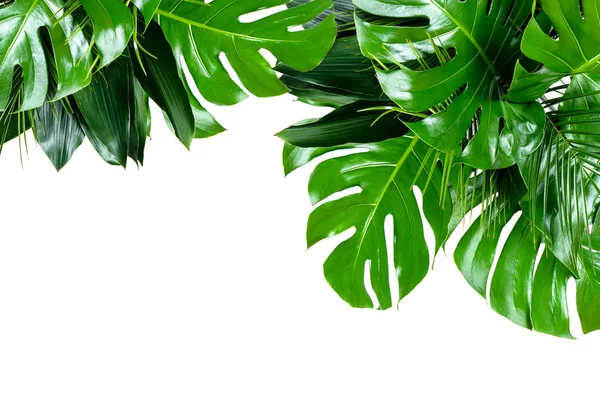 Primo piano di mazzi di varie foglie tropicali fresche su b bianco — Foto Stock