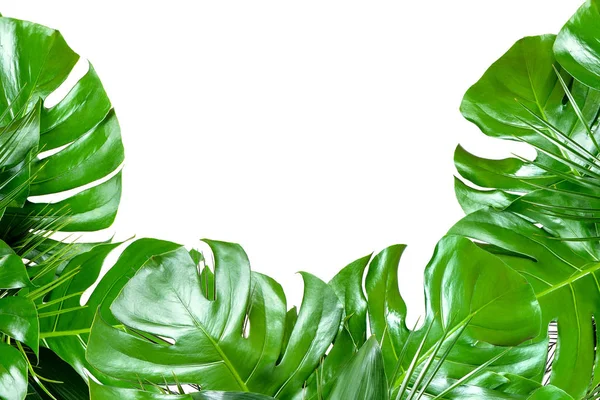 Крупним планом букети різних свіжих тропічних листя на білому б — стокове фото
