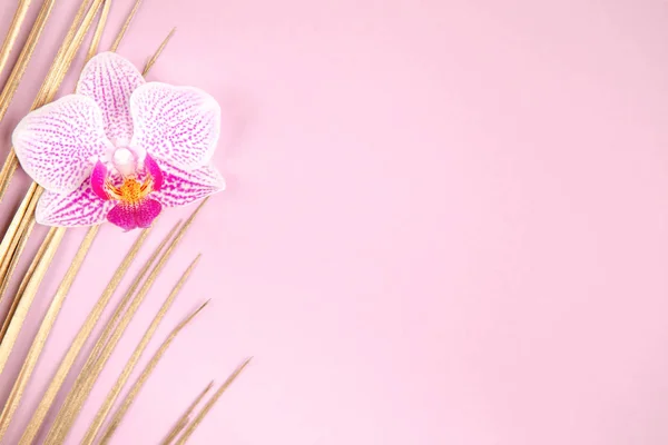 Hoja de palma dorada y flor de orquídea sobre fondo rosa — Foto de Stock
