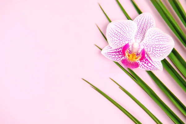 Green palm leaf and orchid flower on pink background
