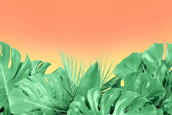 Minzfarbene Nahaufnahme von verschiedenen frischen tropischen Blättern auf der Koralle — Stockfoto