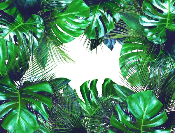 Primer plano de ramos de varias hojas tropicales frescas de color verde oscuro —  Fotos de Stock