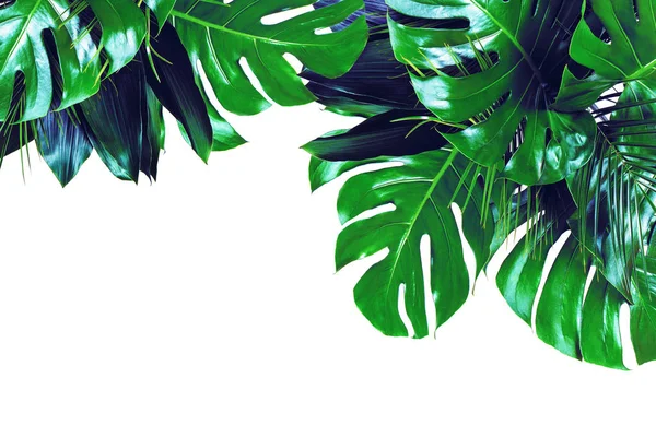 Primer plano de ramos de varias hojas tropicales frescas de color verde oscuro —  Fotos de Stock