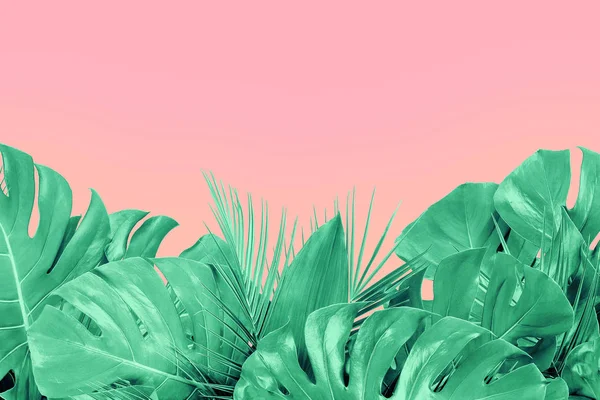 Mintfarbene Nahaufnahme von verschiedenen frischen tropischen Blättern auf rosa b — Stockfoto