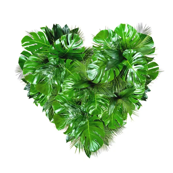 Folhas de plantas tropicais forma do coração isolado no fundo branco — Fotografia de Stock