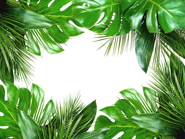 Close up de buquês de várias folhas tropicais frescas em branco b — Fotografia de Stock