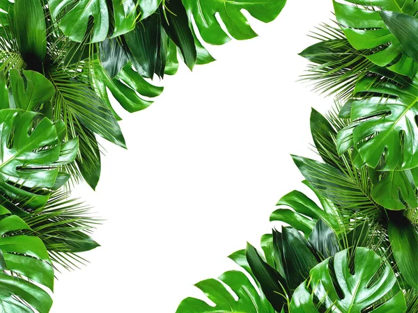 Primo piano di mazzi di varie foglie tropicali fresche su b bianco — Foto Stock