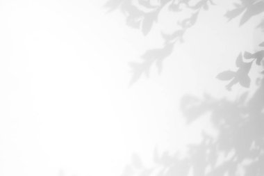 beyaz bir duvarda yaprakları gri gölge