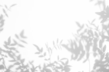 beyaz bir duvarda yaprakları gri gölge