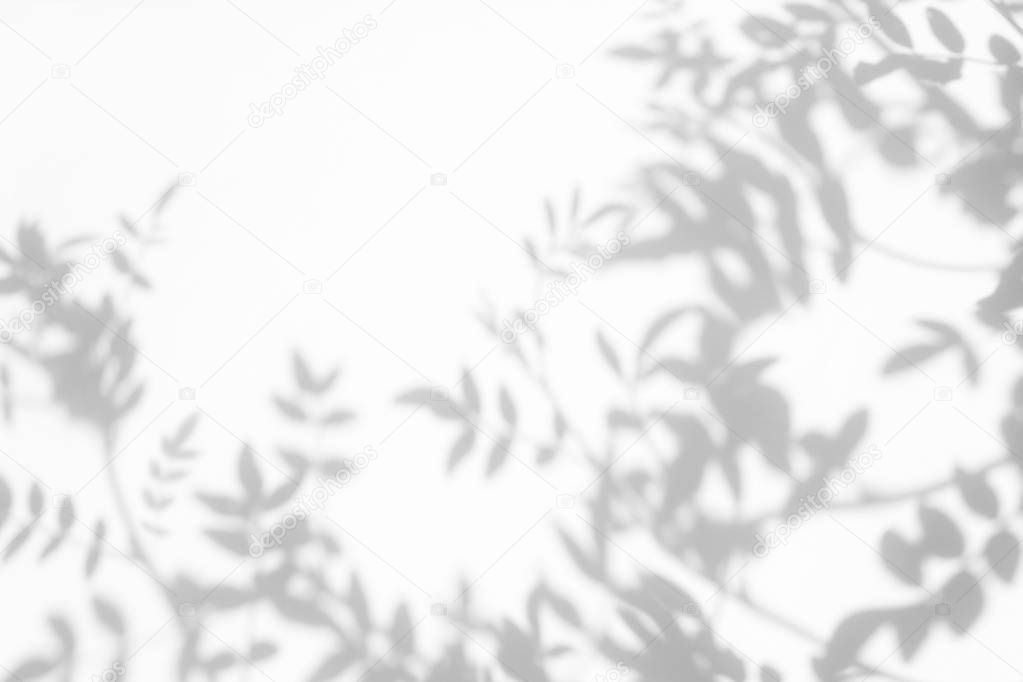 gray shadow of the leaves on a white wall