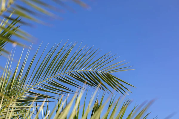 Close up of green palm leaves on blue sky background