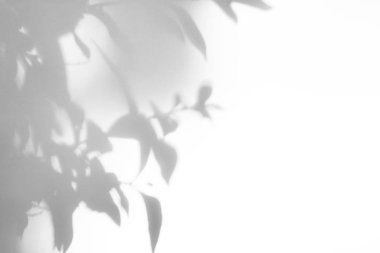 beyaz bir duvarda yaprakları gri gölge