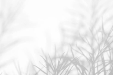 Yaprakların gri gölgeleri ve narin çimenler