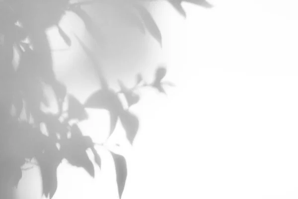Grijze schaduw van de bladeren op een witte muur — Stockfoto
