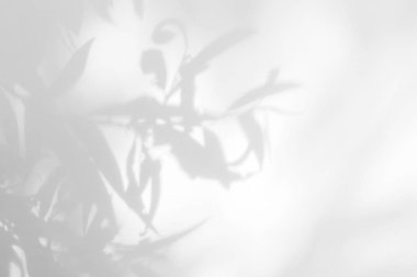 beyaz bir duvarda yaprakları gri gölge