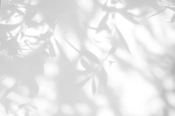 白い壁の葉の灰色の影 — ストック写真