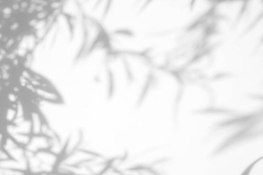 beyaz bir duvarda yaprakları gri gölge