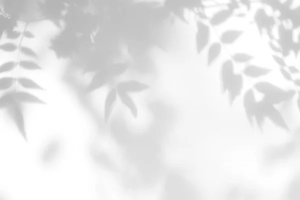 Grijze schaduw van de bladeren op een witte muur — Stockfoto