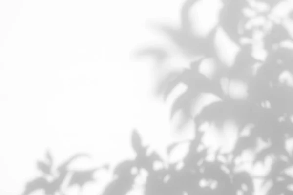 흰색 벽에 나뭇잎의 회색 그림자 — 스톡 사진