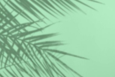 Doğal palmiye gri gölge bir nane beton dokulu w yaprakları