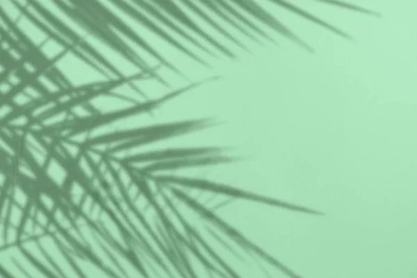 Grauer Schatten natürlicher Palmblätter auf mintfarbenem Beton — Stockfoto