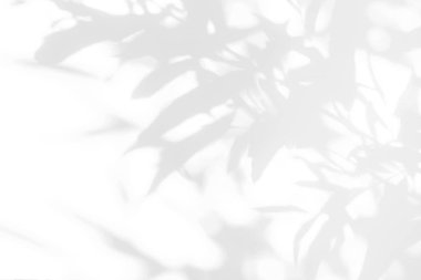 Beyaz duvardaki yaprakların gölgesi