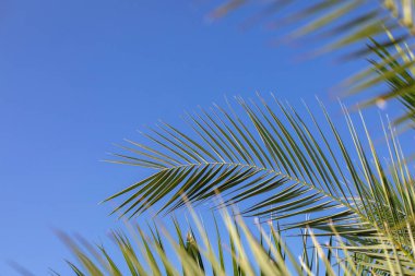 Mavi gökyüzü arka planda yeşil palmiye yaprakları yakın