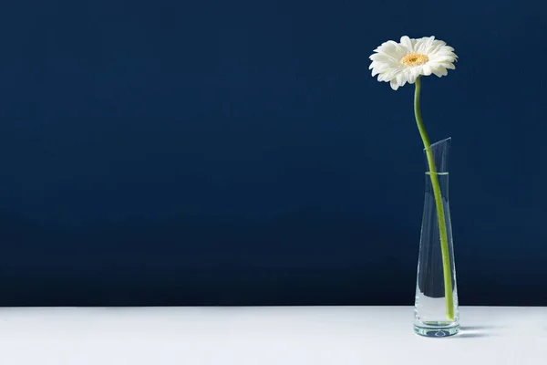 White gerbera in glass vase on white table — Stock Photo, Image