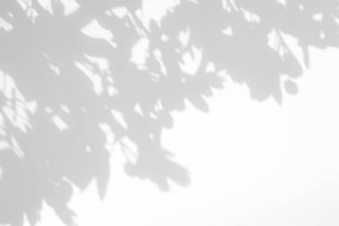 beyaz bir duvarda yaprakları gri gölge