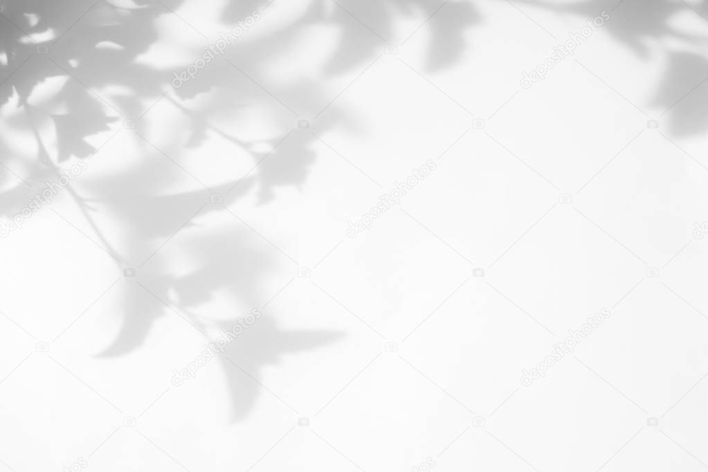 gray shadow of the leaves on a white wall