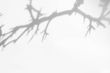 beyaz bir duvarda ağaç brunches gölgesi