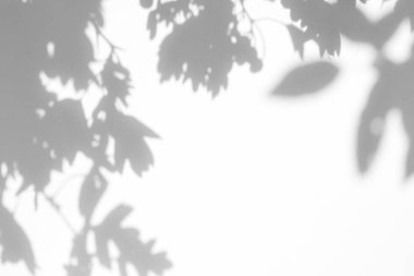 beyaz bir duvarda yaprakları gri gölge