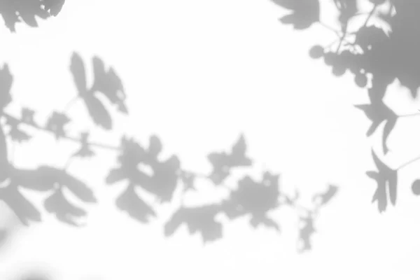 Sombra cinza das folhas em uma parede branca — Fotografia de Stock