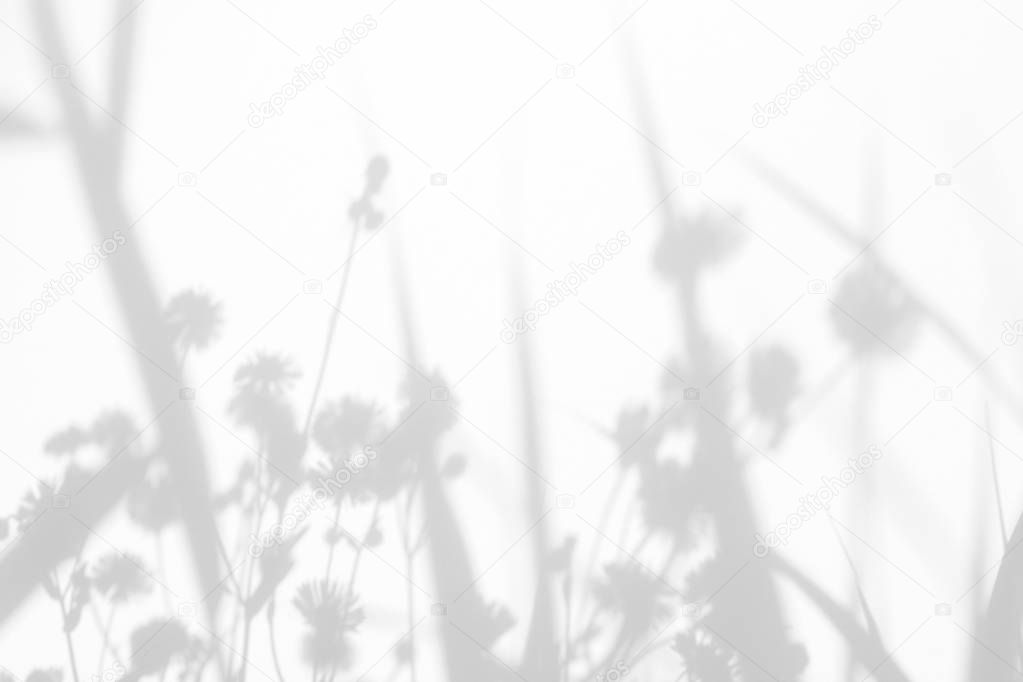 Gray shadows of the flowers and grass