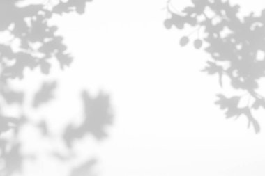 beyaz bir duvarda yaprakları gri gölge