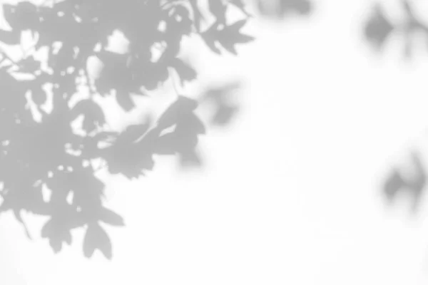 Sombra cinza das folhas em uma parede branca — Fotografia de Stock