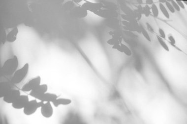 beyaz bir duvarda yaprakları gri gölge