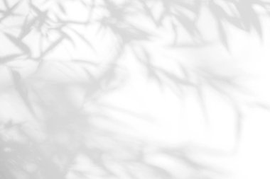 beyaz bir duvarda yaprakları gri gölge