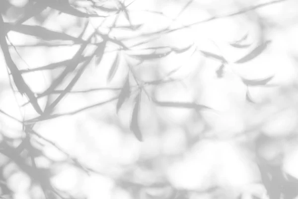 Серая тень листьев на белой стене — стоковое фото