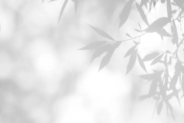 Сіра тінь листя на білій стіні — стокове фото