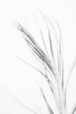 Doğal kurutulmuş palmiye yaprağıgri gölge