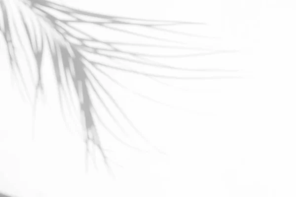 Grijze schaduw van natuurlijke gedroogde Palm blad — Stockfoto