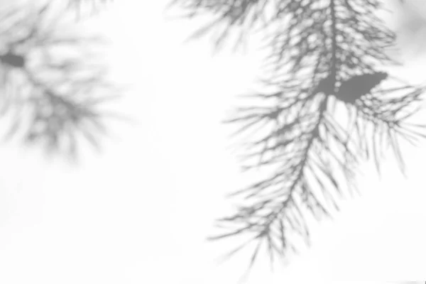 Sombra de brunch de árvore de pinheiro natural em uma parede branca — Fotografia de Stock