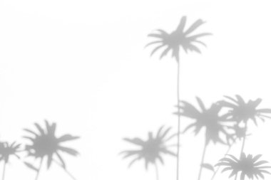 Çiçekler ve çim gri gölgeler