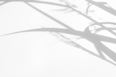 Narin çimenlerin gri gölgeleri